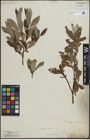 Foto von Salix lapponum L. x Salix silesiaca Willd.